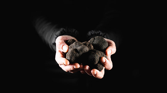 El valor de las trufas, manjar de los dioses El valor de las trufas, manjar de los dioses