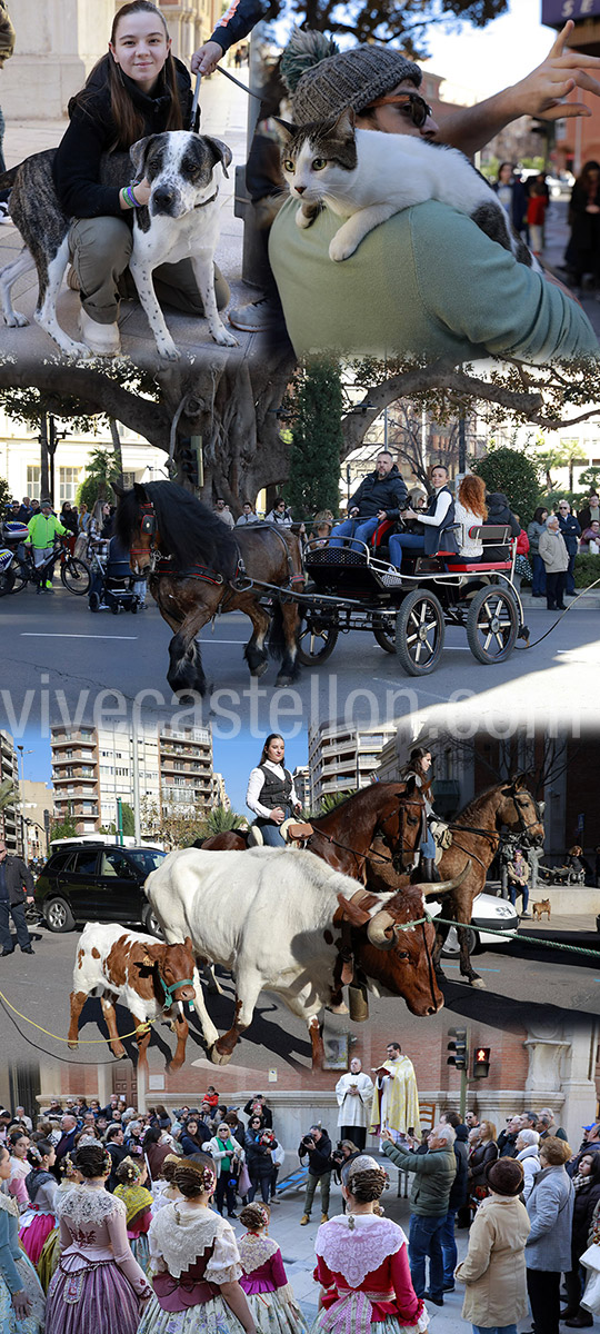 Festividad del patrón de los animales, Sant Antoni Abad 