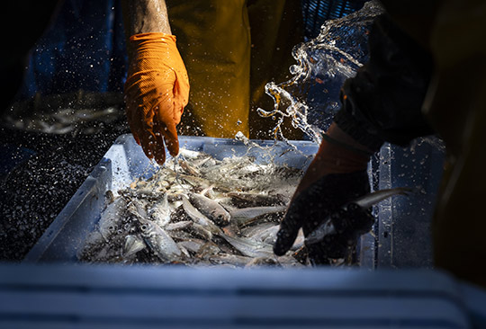 La Diputación de Castellón impulsa una campaña para el fomento del consumo de pescado de la provincia