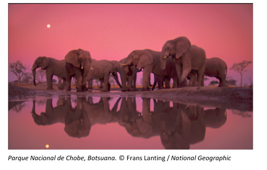 Elefantes en una poza del Parque Nacional de Chobe, Botsuana (África) Elefantes en una poza del Parque Nacional de Chobe, Botsuana (África)