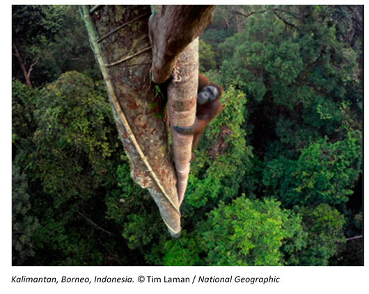 Orangután trepando por un árbol en la región de la Sonda, Borneo (Asia) Orangután trepando por un árbol en la región de la Sonda, Borneo (Asia)