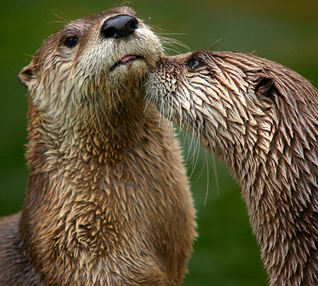 El Consorcio del Mijares realizará nuevos estudios para la conservación de la nutria en el paisaje protegido 