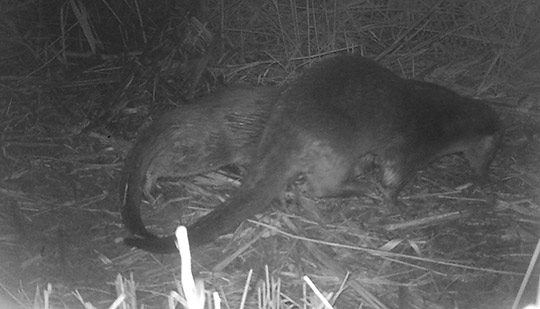 Diez años de nutria en el Mijares: los últimos rastreos confirman la consolidación de la especie en el paisaje protegido Diez años de nutria en el Mijares: los últimos rastreos confirman la consolidación de la especie en el paisaje protegido