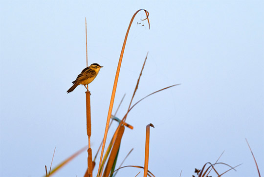El proyecto europeo Life AWoM impulsa nuevas acciones divulgativas en el Mijares para la protección del carricerín cejudo