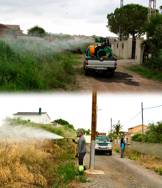 Castellón intensifica el plan de choque contra las plagas de mosquitos reforzando las actuaciones en el Grao