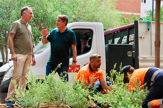Castellón refuerza la renaturalización de la ciudad con la plantación de 200 plantas arbustivas en la plaza de la Constitución