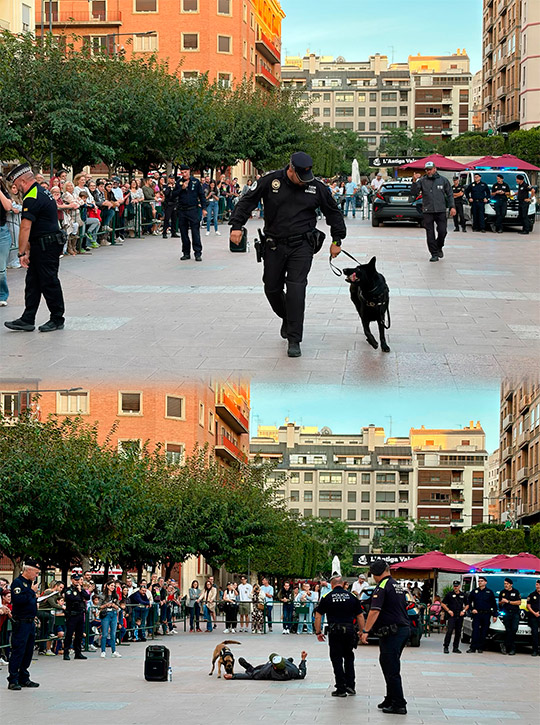 Castellón muestra el trabajo de los perros policía con una exhibición en la plaza Huerto Sogueros