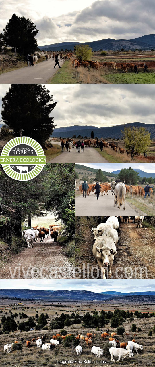 Castellón, FERNANDO ROBRES TERNERA ECOLÓGICA