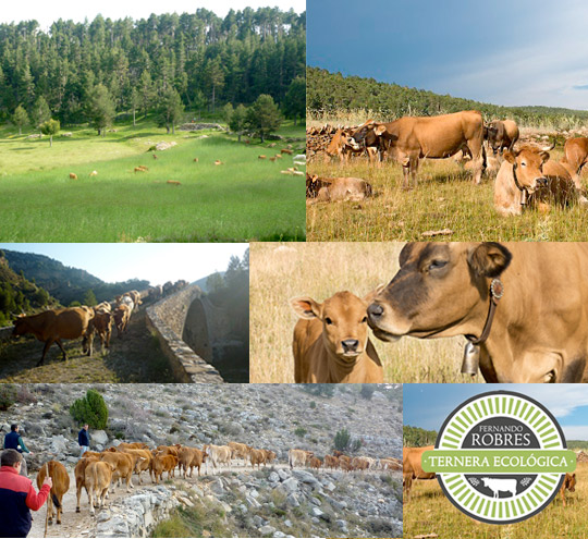 Castellón, Fernando Robres, Ternera ecológica