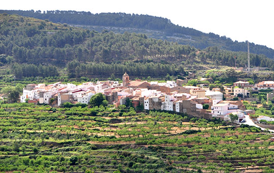 Día del árbol en la Serra d’En Galceran de Castellón Día del árbol en la Serra d’En Galceran de Castellón