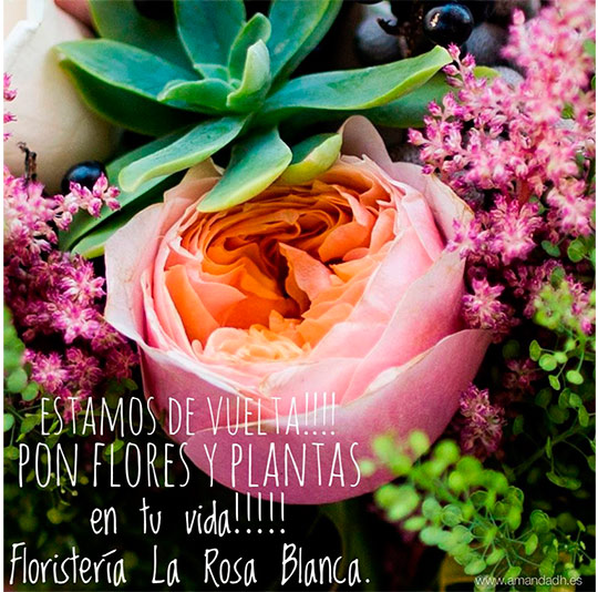  floristería La Rosa Blanca_vivecastellon.com