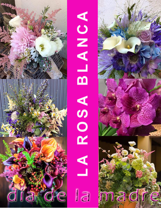 Castellón, La Rosa Blanca, floristería. Castellón, La Rosa Blanca, floristería.