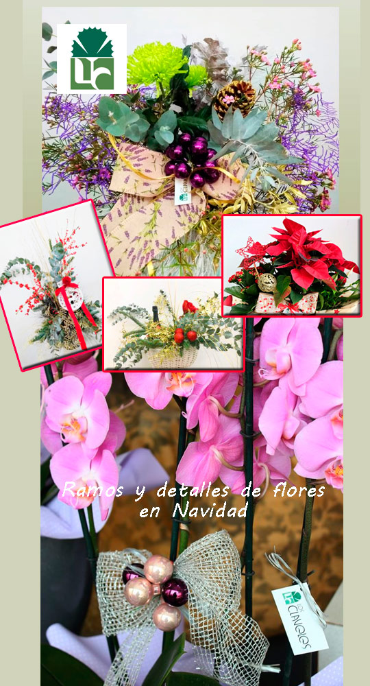 Los claveles floristeria