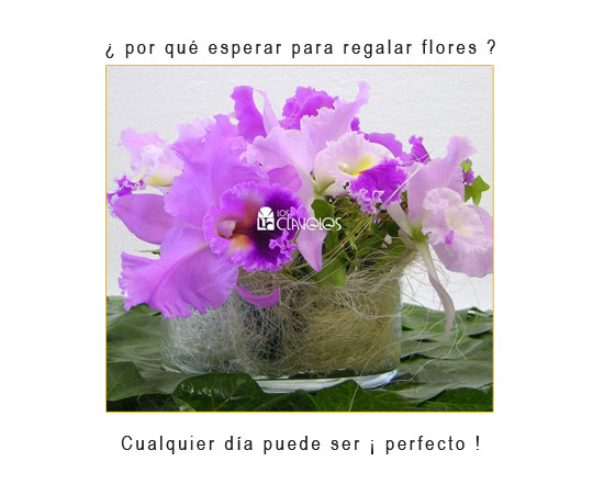 Castellón, Floristería Los Claveles Castellón, Floristería Los Claveles