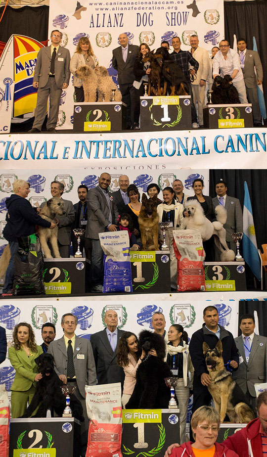 Finaliza la exhibición canina internacional celebrada este fin de semana en la Ciudad de Vacaciones