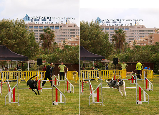 Exhibición canina internacional en Marina d'or