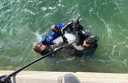 Técnicos de la Fundación Oceanogràfic trasladan a alta mar una tintorera de 2,5 metros desde el Real Club Náutico de València