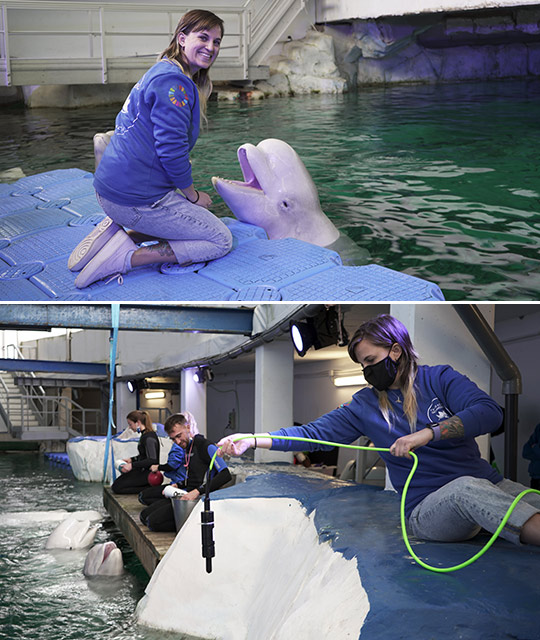 Los estudios vocales con las belugas del Oceanogràfic de València ayudan a identificar los sonidos de las crías de narval en Groenlandia