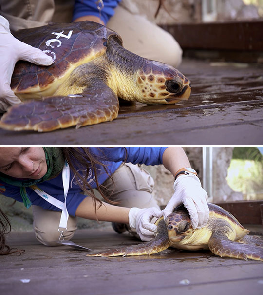 La tortuga número 700 ingresa en el ARCA del Mar de la Fundación Oceanogràfic