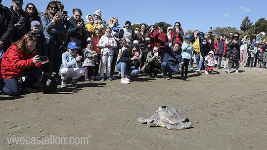 La tortuga ´Paz´ vuelve al mar en Benicàssim