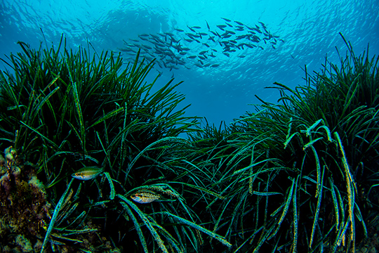 Paradores de turismo se une a las campañas de sensibilización de la Fundación Oceanogràfic 