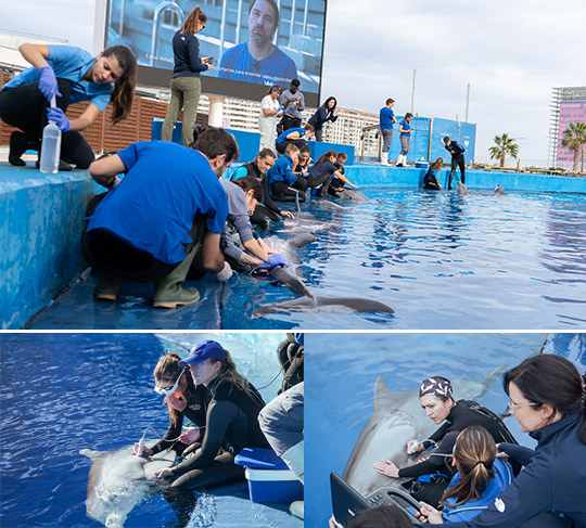 Veterinarios de todo el mundo aprenden diferentes técnicas de rescate con los delfines del Oceanogràfic para ayudar a delfines de río en peligro de extinción