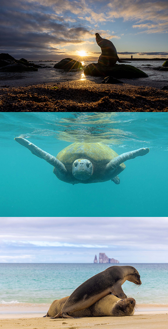 La Fundación Oceanogràfic y la Universidad San Francisco de Quito lanzan un servicio veterinario especializado para monitorizar la salud de las especies marinas en Galápagos