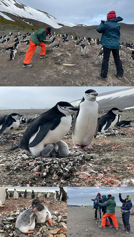 Un equipo del Oceanogràfic participa en el estudio científico sobre la respuesta de los pingüinos al cambio climático en la Antártida