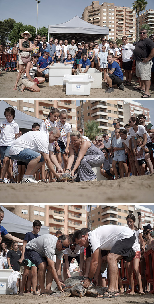 La Fundación Oceanogràfic y la Cofradía de Pescadores de Benicarló devuelven al mar tres tortugas recuperadas  