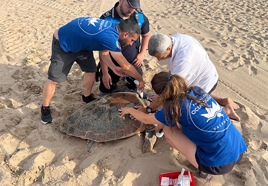 Una tortuga marina pone 62 huevos esta madrugada en la Playa Norte de Gandia 