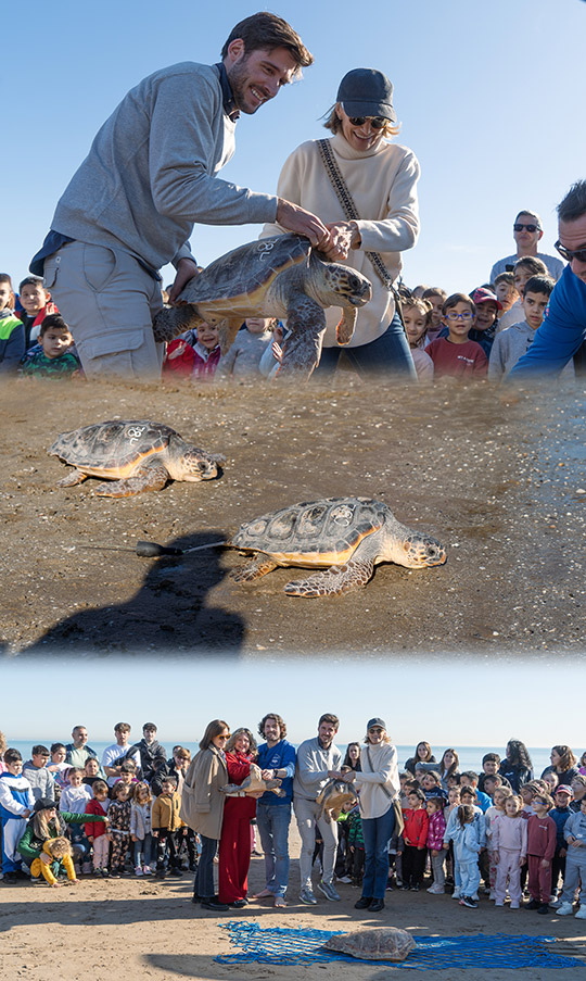 Dos tortugas recuperadas en el Oceanogràfic regresan al mar en Valencia para celebrar el Día Internacional de la Educación