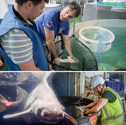 Un estudio pionero busca reducir la mortalidad de los tiburones de profundidad tras su captura accidental