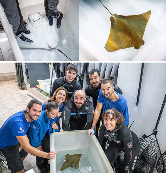 Nace la primera raya marginata en peligro crítico de extinción en el Oceanogràfic