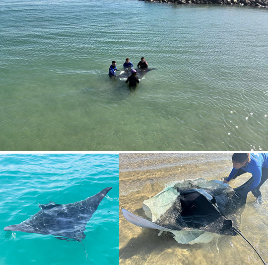 Especialistas de toda la costa mediterránea investigan el aumento inusual de varamientos de mantas en playas españolas
