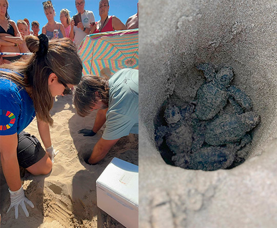 Nacen 14 tortugas en la playa de El Cargador de Alcossebre