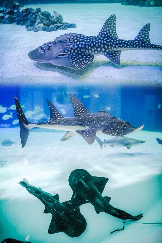 Dos rayas tiburón críticamente amenazadas se incorporan al Oceanogràfic desde el acuario japonés de Okinawa