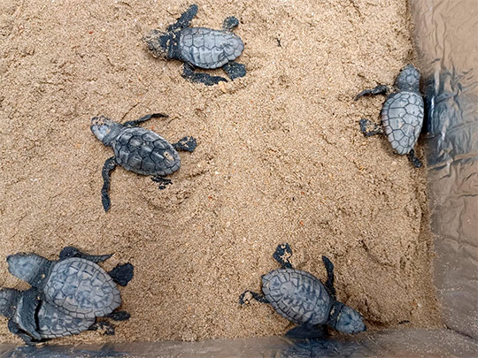 La playa de Penyíscola registra un nuevo nido de tortuga marina