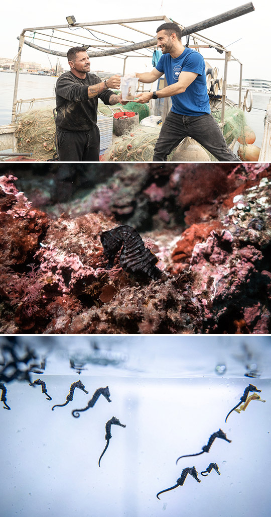 Agricultura y Fundación Oceanogràfic avanzan en la protección de los caballitos de mar con ayuda del sector pesquero