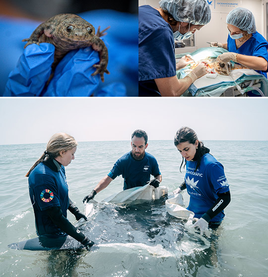La Fundación Oceanogràfic cierra 2025 con 42 publicaciones científicas y más de 400 animales reintroducidos a su medio natural