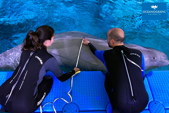 Oceanogràfic de Valencia_vivecastellon