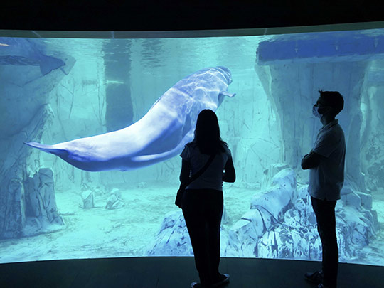 Fiesta de bienvenida para la reapertura del Oceanogràfic de Valencia