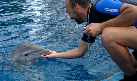 Nace un delfín en el Oceanogràfic en medio del confinamiento