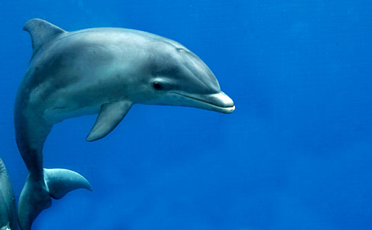 Nace un delfín en el Oceanogràfic en medio del confinamiento