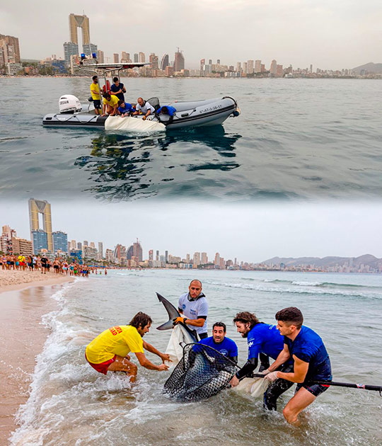 Consiguen reintroducir a mar abierto a la tintorera varada en la Playa de Poniente de Benidorm