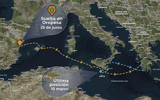 La tortuga Colomera vuelve desde Grecia por la misma ruta 