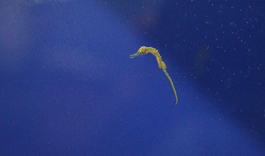 l Oceanogràfic logra reproducir por primera vez al caballito de mar de hocico largo