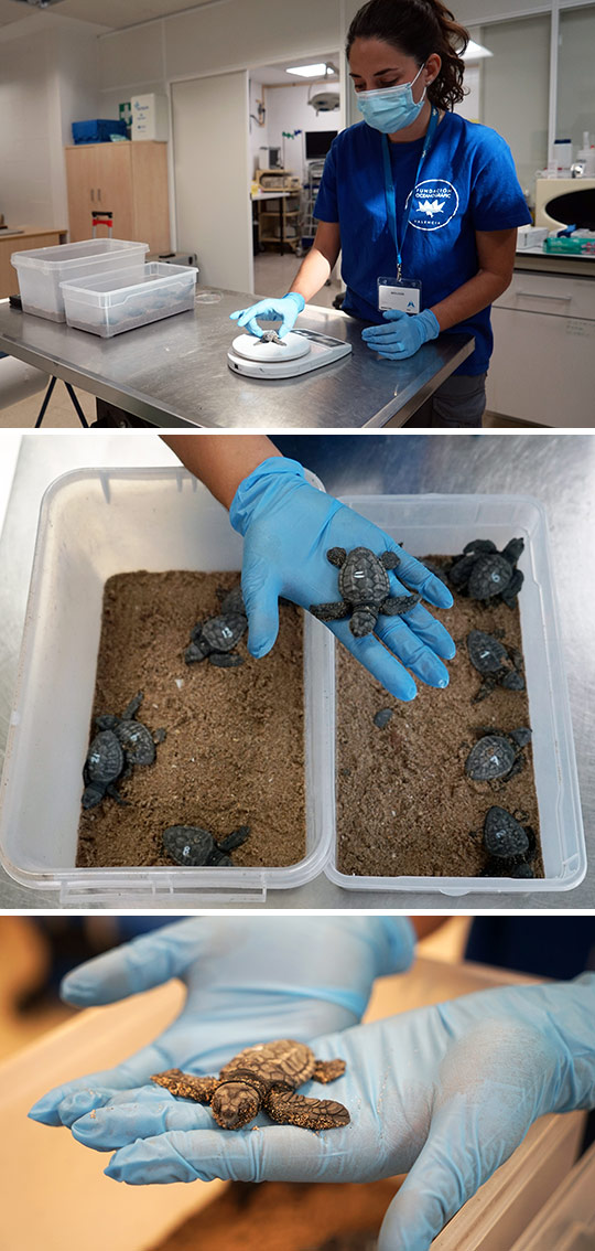 Eclosionan 70 tortugas marinas de un nido hallado en la playa de El Puig de Valencia