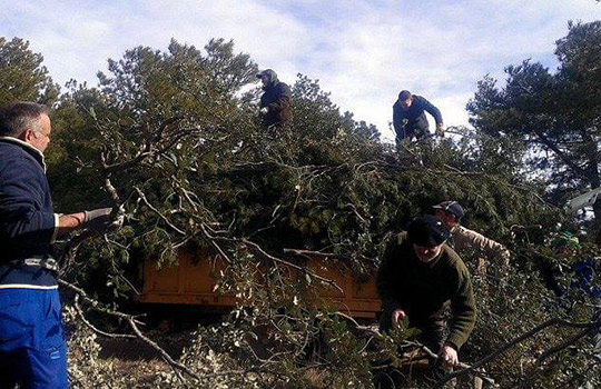 Portell sigue preparando Sant Antoni con el inicio de la tala de la leña