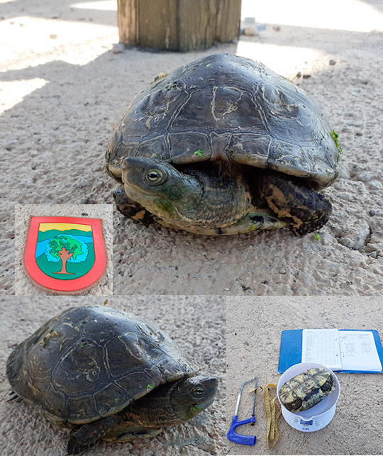galápagos leprosos