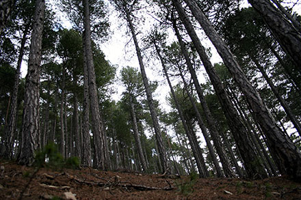 Vilafranca contará con Greenpeace para un proyecto Life sobre gestión de recursos forestales